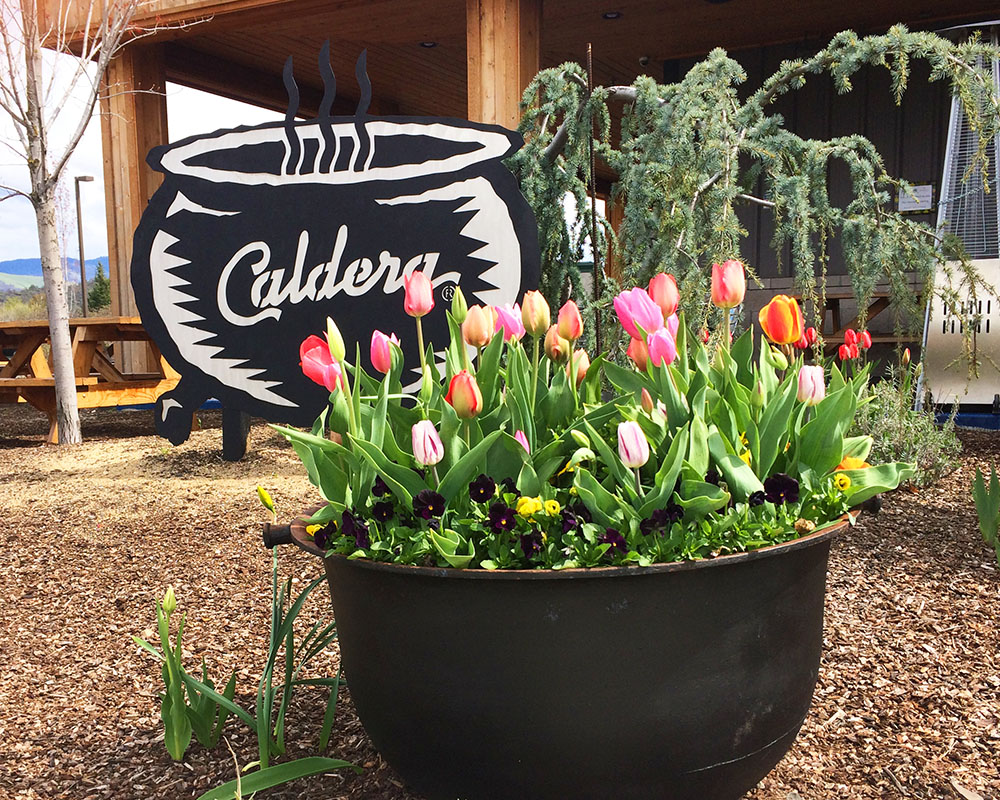 Caldera Brewing sign with tulips